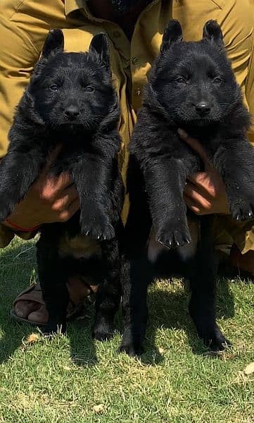 balck shepherd long cout pair for sale active and healthy