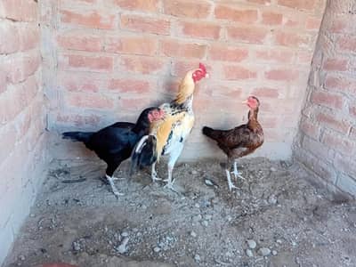 Aseel Murgy Murgiyan, Desi Murgiyan