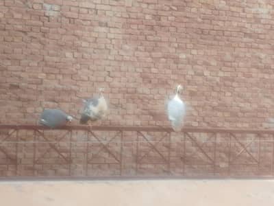 2 Breeder female white and silver cross