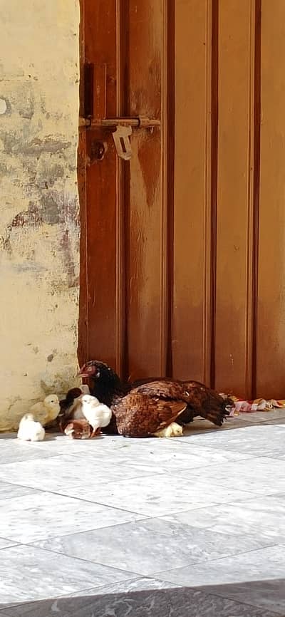 hen with 10 chicks