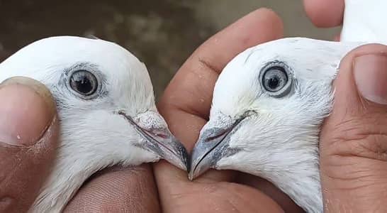 Kabuter for sale setup sale krna ha pura