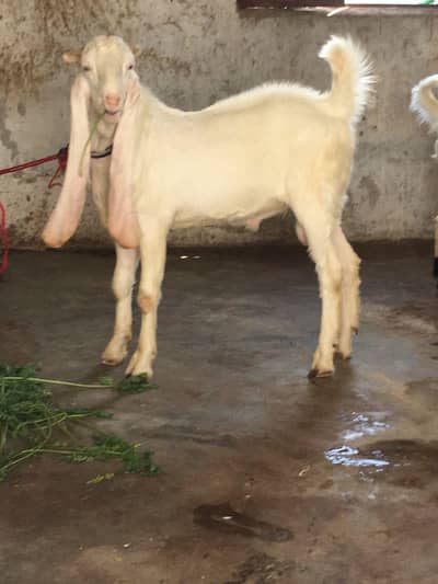 pure gulaabi bakra or bakriyan available