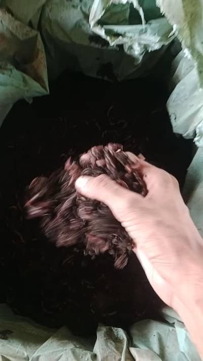 Red Wigglers - Vermi Composting Worms