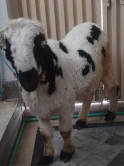 Ablack  Mundra  sale he 2 dant  03098287558