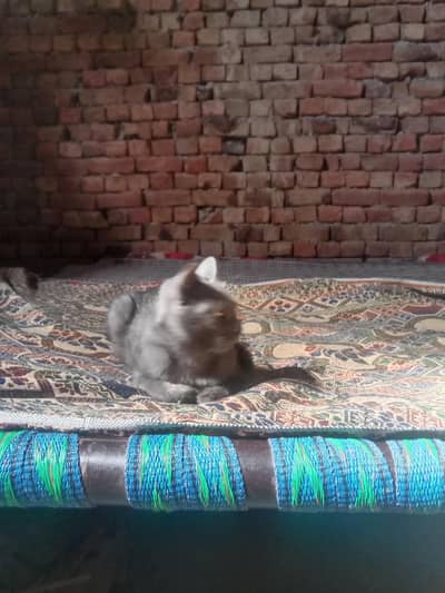 persian catt Female for sell