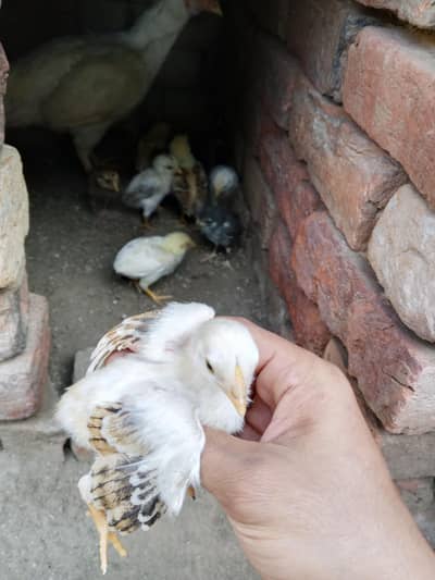 Healthy Murghi ke Bachay for Sale – Fresh & Active