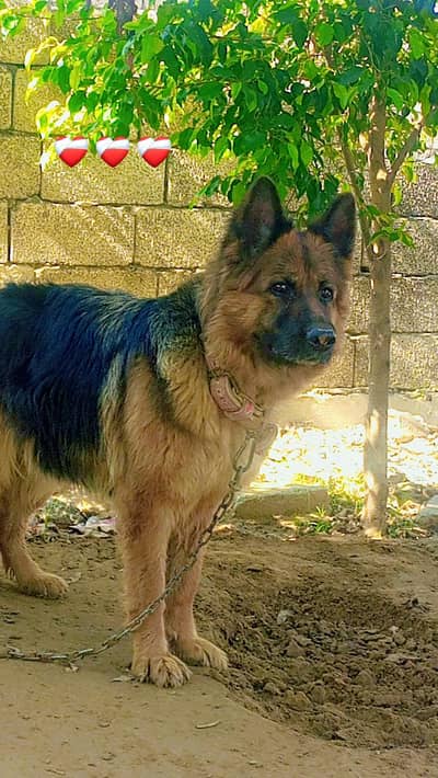 German shepherd original