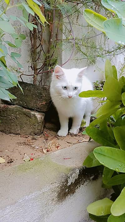 a very beautiful white fur cat