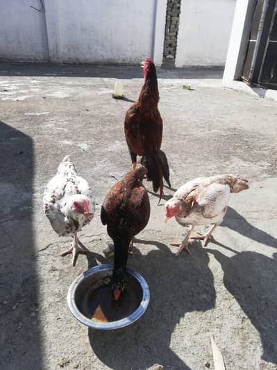 I want to sell my eggs laying aseel 4 hens and 1 murgha