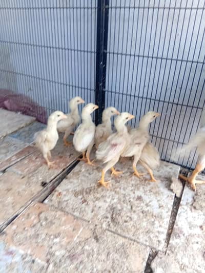 Only contact on whatsapp message