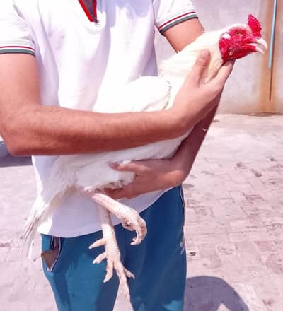 heera aseel 1 male /2 females