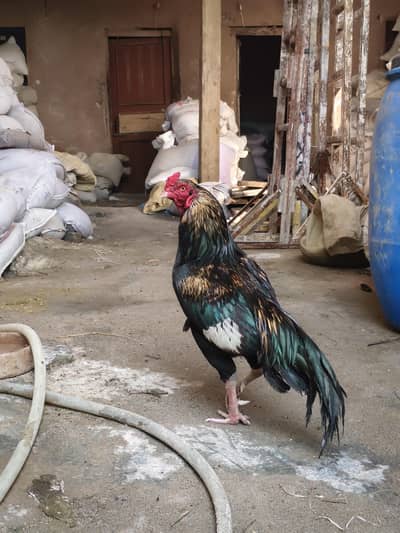 Mianwali aseel murgha for sale