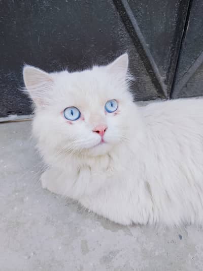Beautiful Blue eyes (male) Cat with cage