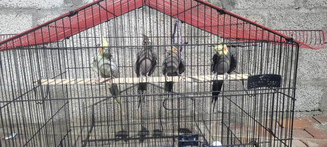 1 breader pair and two female cocktiel with cage