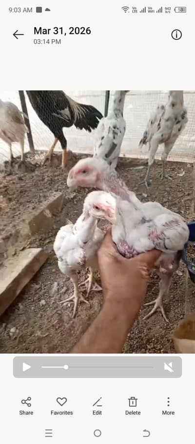 white dragon parrot beak or Turkish hint eggs