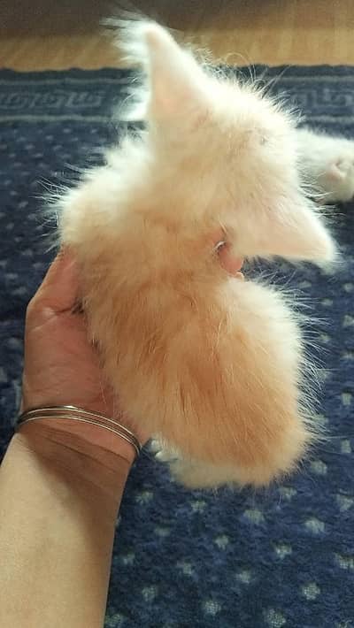 parcian female . . pair kitten available for resenabl price