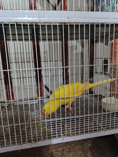 parrot for sale