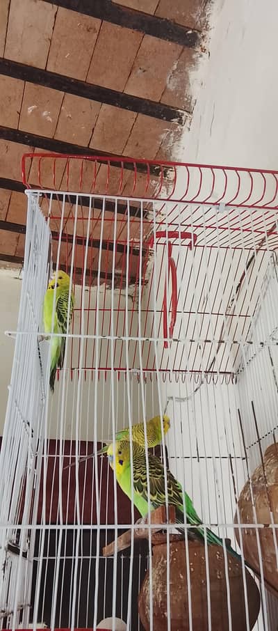 Australian parrots for sale