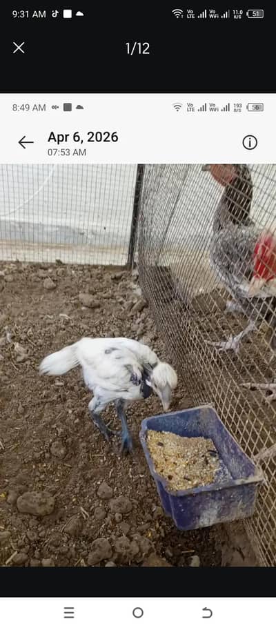 white dragon parrot beak Turkish hint eggs