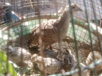 Teetar For Sale 1 female 5 Bachy