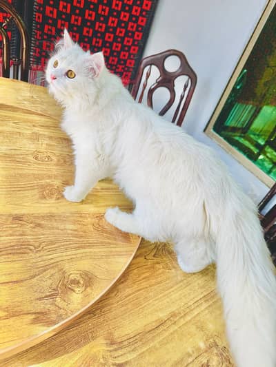 Cat is very beautiful and caring