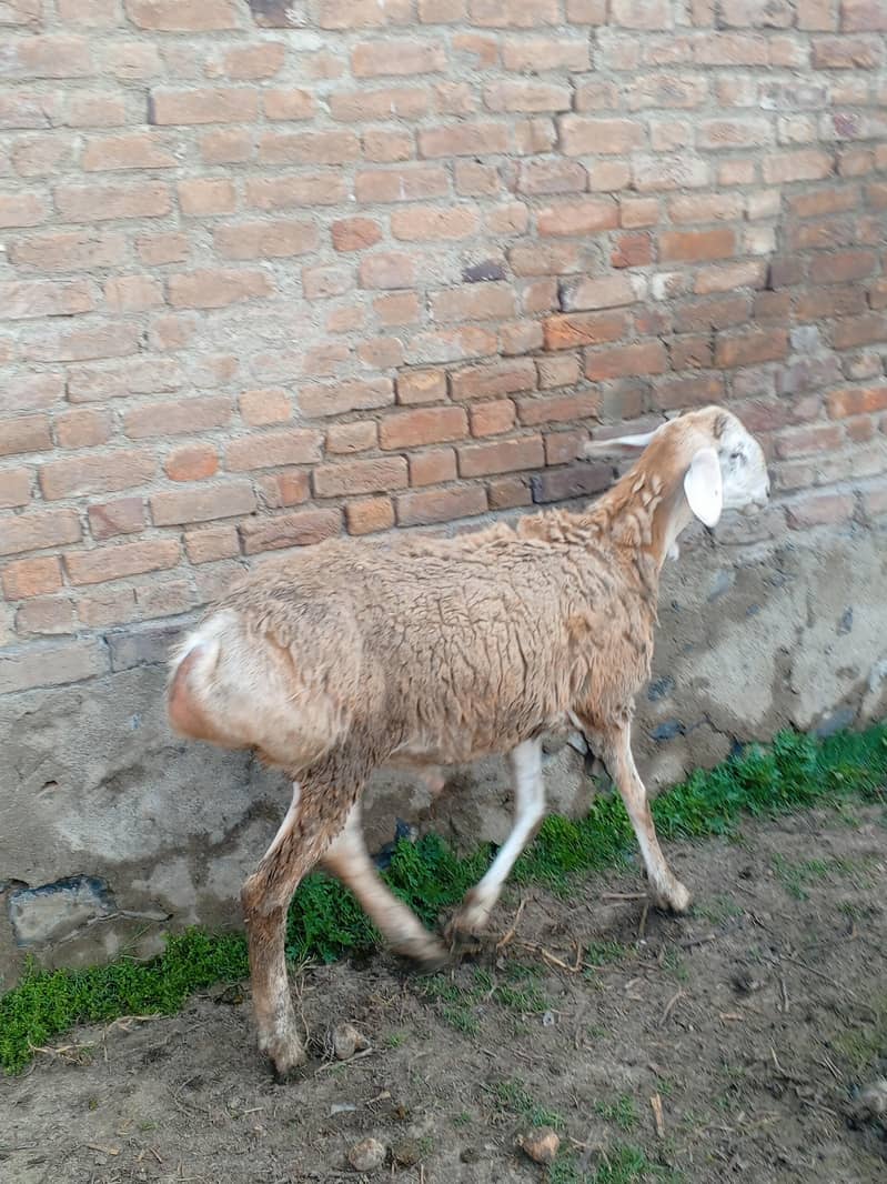 sheep 1