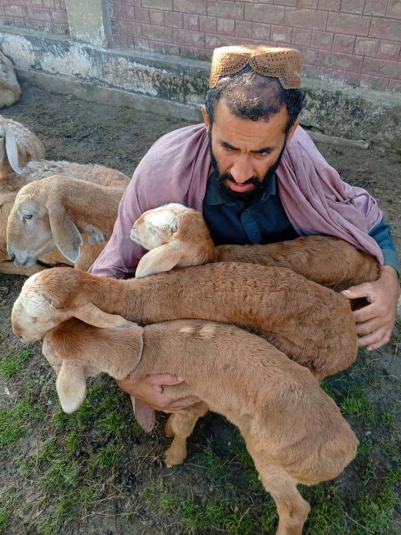 sheep 2