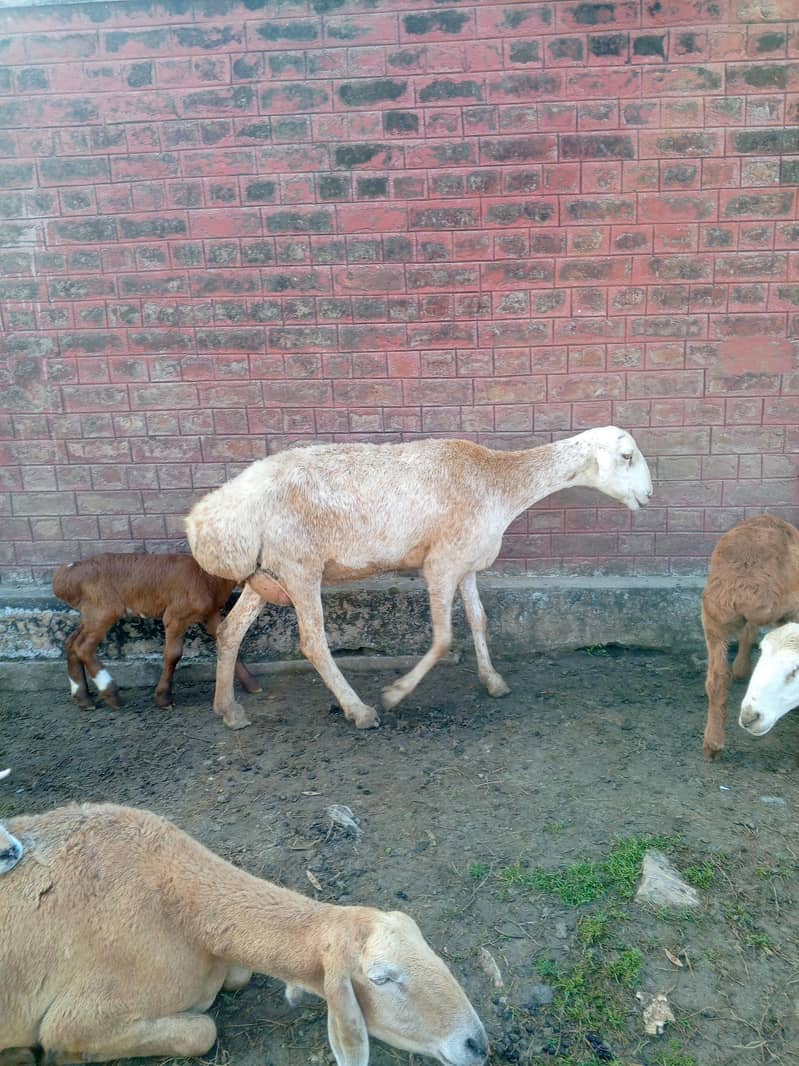 sheep 3