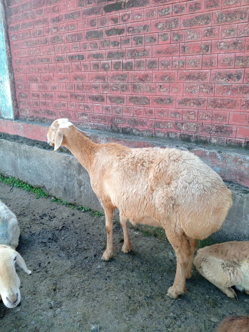 sheep 4