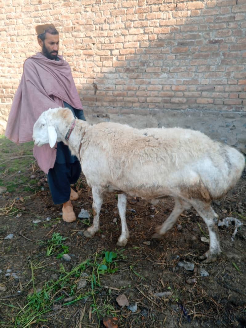 sheep 6