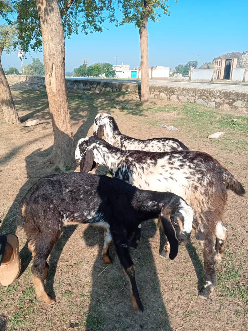 sheep 11