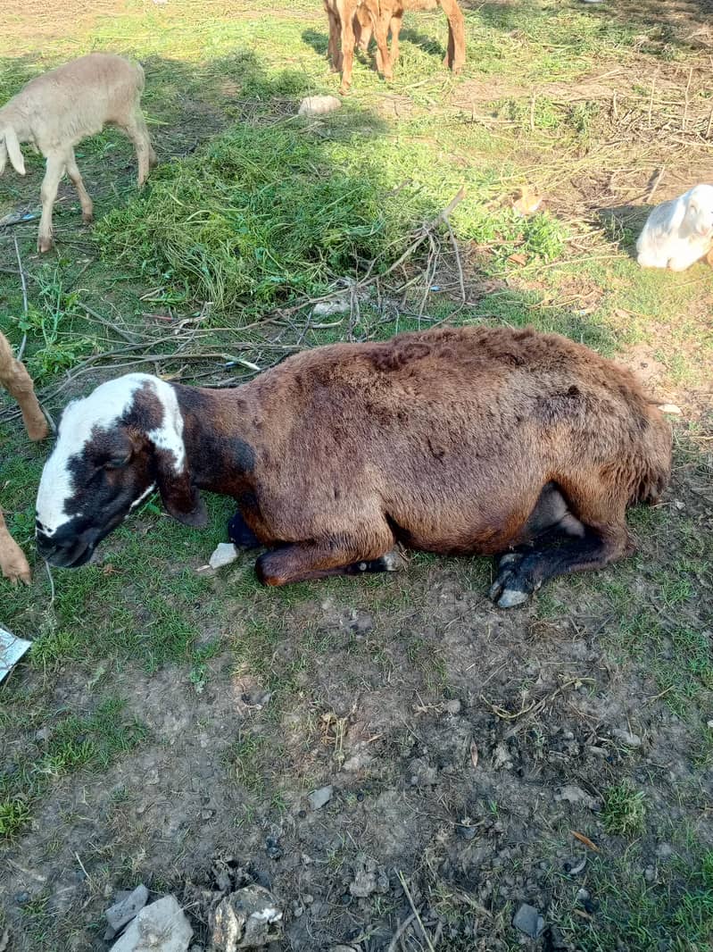 sheep 12