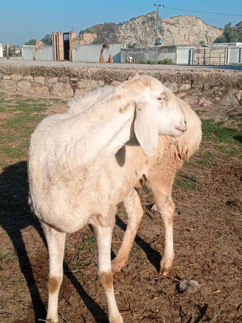 sheep 16