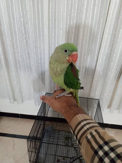 Raw / Alexandrine Parrot