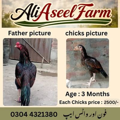 long height aseel murgha | aseel hen | chicks only for sale in lahore