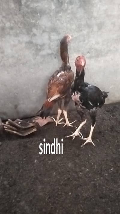 Sindhi Aseel