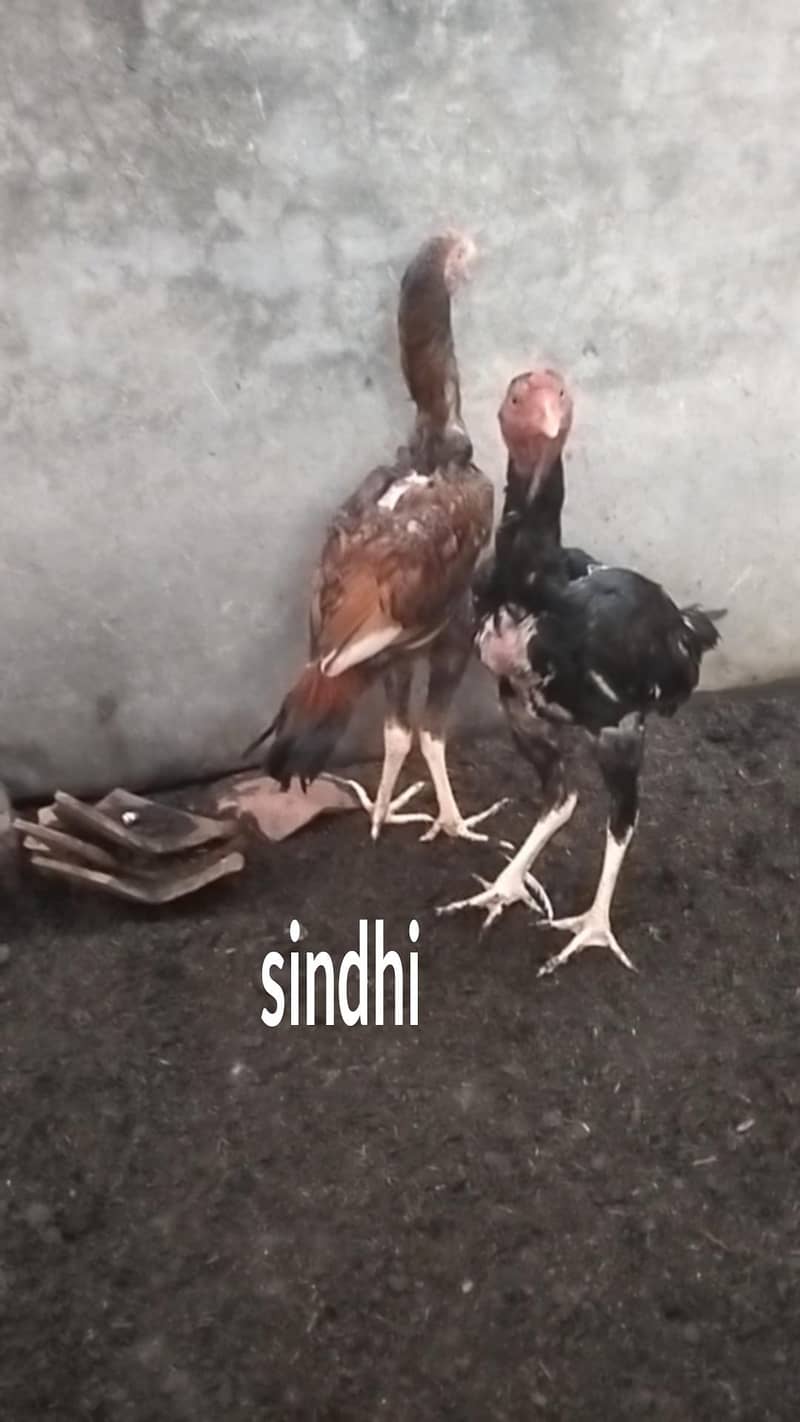 Sindhi Aseel 0