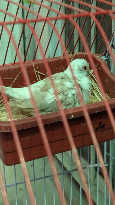 Fully grown Pied Dove