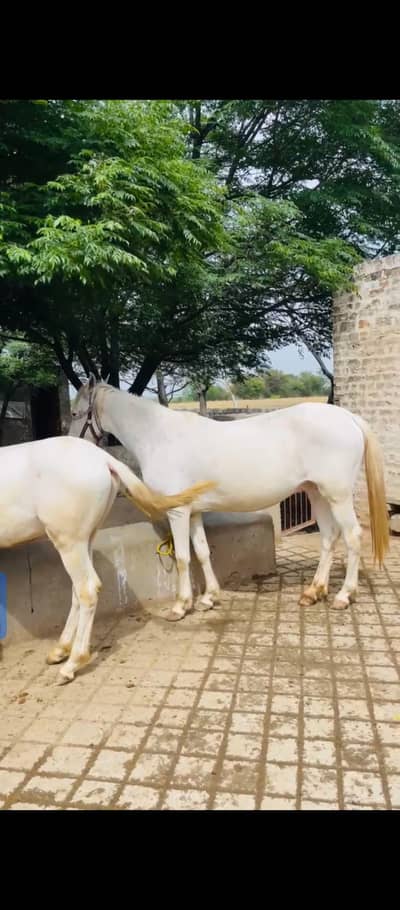 breeder nukrii ghorii sth nukra wachera