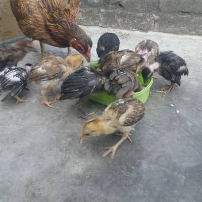 aseel chicks