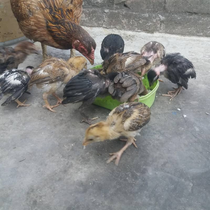 aseel chicks 0