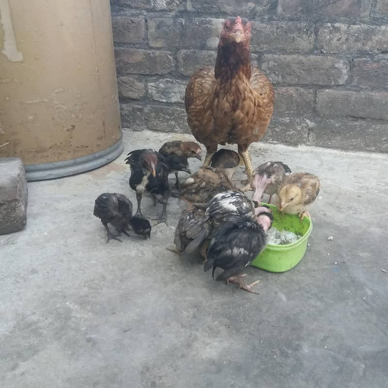 aseel chicks 1