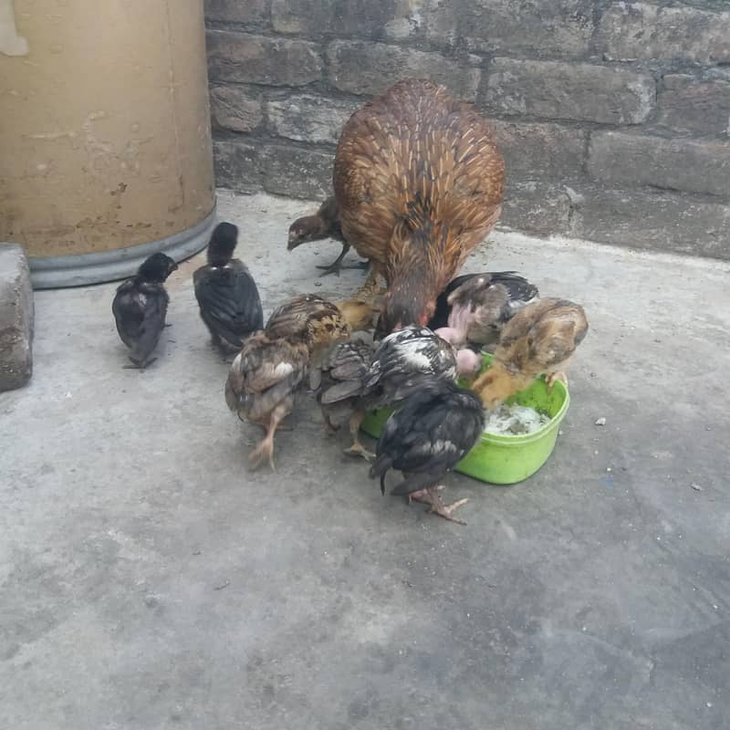 aseel chicks 2