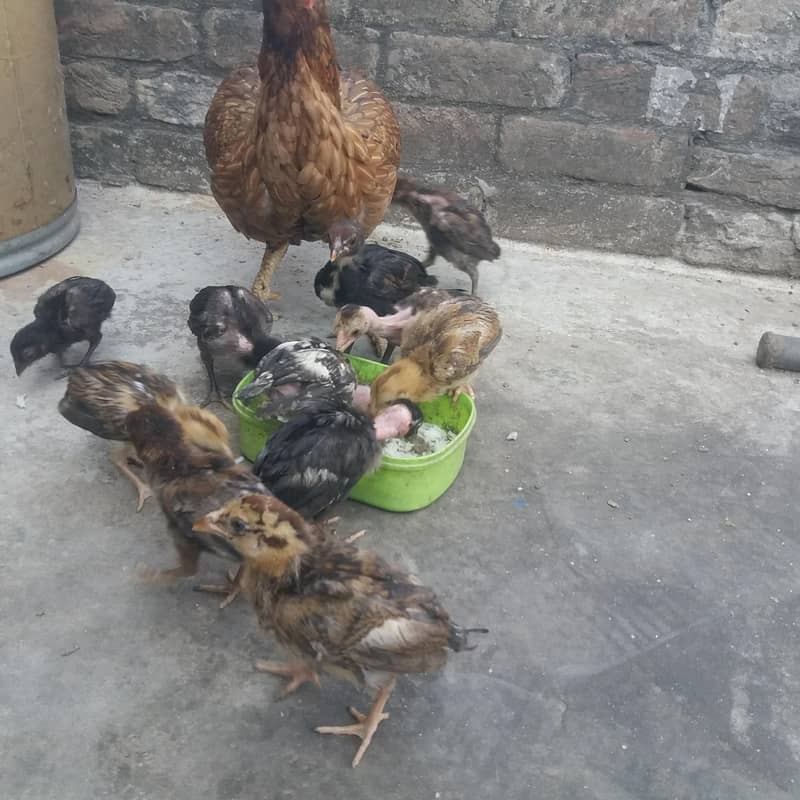 aseel chicks 3
