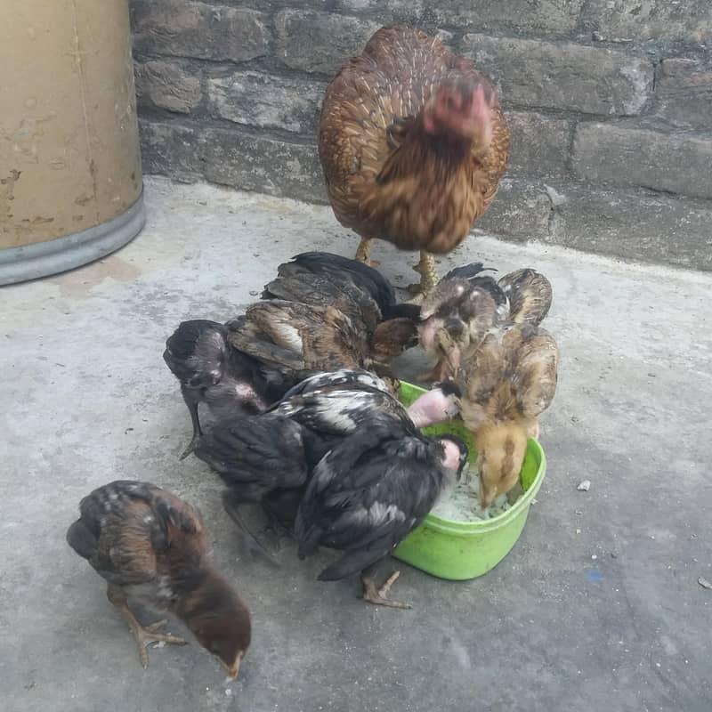 aseel chicks 4