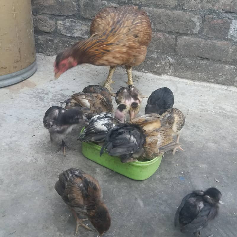 aseel chicks 5