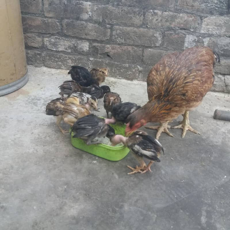 aseel chicks 6