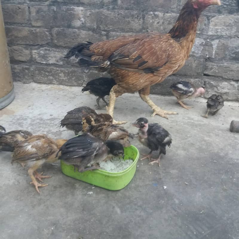 aseel chicks 7