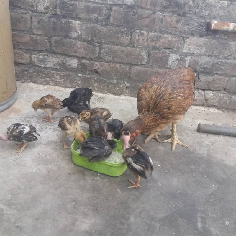 aseel chicks 8