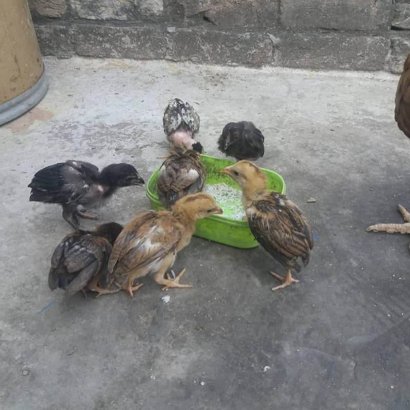 aseel chicks 9
